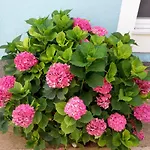Flower *