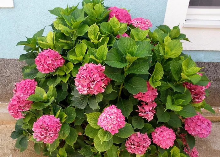 Flower *