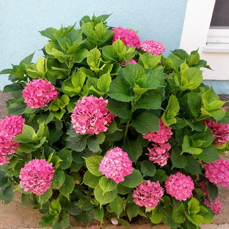 Flower *